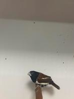 2-1 driekleur non, Dieren en Toebehoren, Vogels | Overige Vogels, Meerdere dieren, Tropenvogel