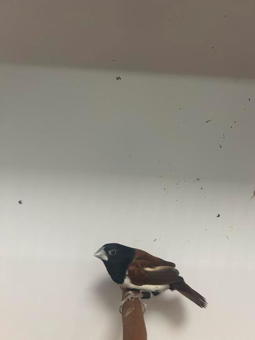 2-1 driekleur non, Dieren en Toebehoren, Vogels | Overige Vogels, Tropenvogel, Meerdere dieren