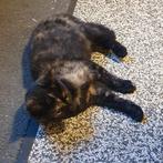 Kitten, poes, schildpadkleur, +/- 19 weken, Dieren en Toebehoren, Katten en Kittens | Overige Katten, Poes, Kortharig, 0 tot 2 jaar