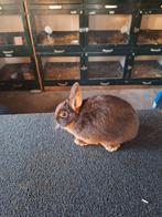 Kleurdwergen, Dieren en Toebehoren, Konijnen, Vrouwelijk, Dwerg