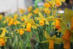 Mooie Februari Gold & Mini Quail Narcissen – Voor een Strale, Ophalen of Verzenden, Voorjaar, Bloembol