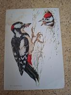 Ansicht grote bonte specht, Ophalen of Verzenden, Gelopen, Vogel