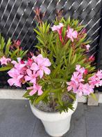 Grote prachtige witte pot met oleander, Ophalen, Zomer, Overige soorten, Volle zon