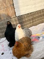 Een goed huis gezocht, Dieren en Toebehoren, Pluimvee, Meerdere dieren, Kip