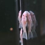 Ancistrus snowwhite shortfin, Dieren en Toebehoren, Vis