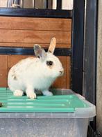 Lief mannetje konijn, Dieren en Toebehoren, Konijnen, Mannelijk, Dwerg