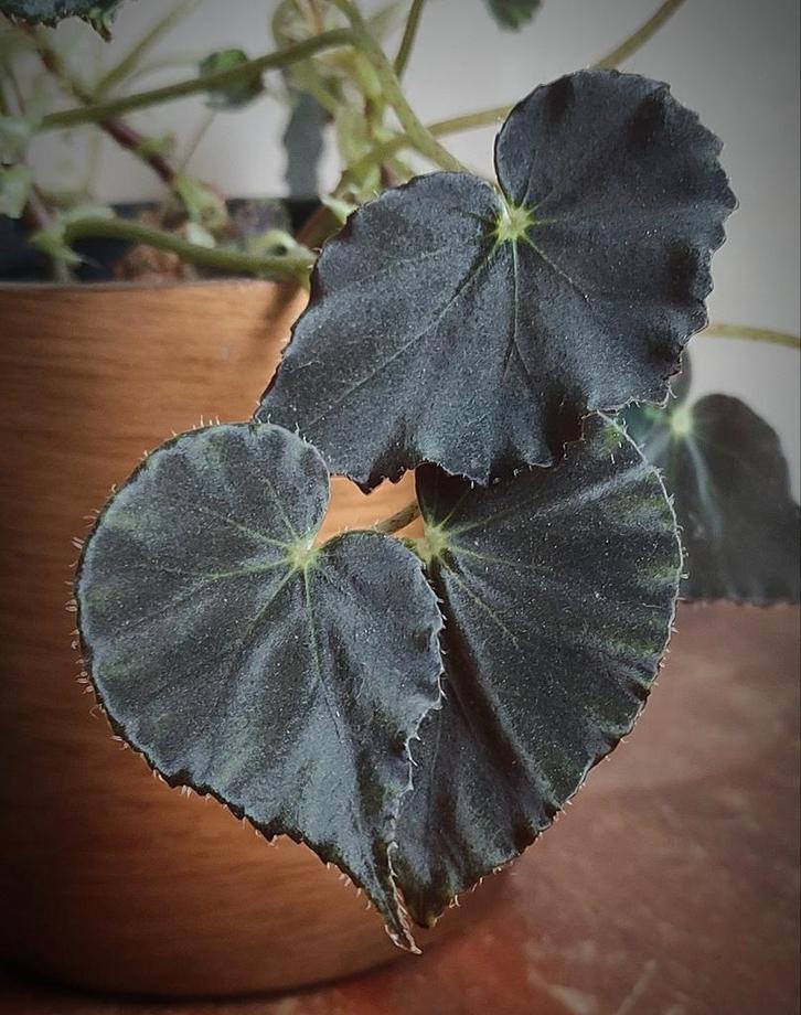 Bladstek Begonia Mazae Nigricans, Huis en Inrichting, Kamerplanten, Minder dan 100 cm, Halfschaduw, Ophalen of Verzenden
