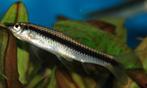 1x siamese algeneter 10cm te koop, Dieren en Toebehoren, Vissen | Aquariumvissen, Vis, Zoetwatervis