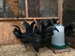 Vijf prachtige zwarte hanen, Dieren en Toebehoren, Pluimvee, Mannelijk, Kip