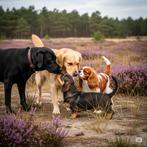 Uitlaatservice, Uitlaatservice