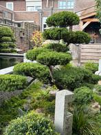 Taxus  bonsai boom erg oude boom  top stuk, Tuin en Terras, Ophalen of Verzenden, Bloeit niet, Overige soorten
