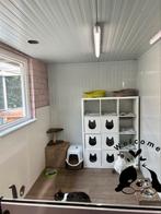 Kattenhotel. Kleinschalige opvang, Dieren en Toebehoren, Kater