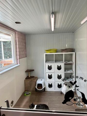 Kattenhotel. Kleinschalige opvang  beschikbaar voor biedingen