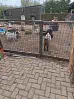 4geiten, Dieren en Toebehoren, Schapen, Geiten en Varkens, Vrouwelijk, Geit, 3 tot 5 jaar
