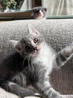 Lieve Scottish Fold & Straight kittens – zindelijk & sociaal, Meerdere dieren, 0 tot 2 jaar