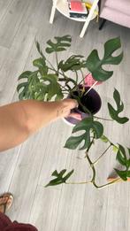 Beautiful Healthy monstera minima for sale, Huis en Inrichting, Kamerplanten, Ophalen, Overige soorten, Minder dan 100 cm
