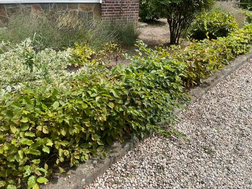 Gratis Haagbeuk - zelf uitgraven, Tuin en Terras, Planten | Struiken en Hagen, Haag, Haagbeuk, Minder dan 100 cm, Ophalen