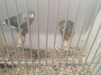 Kanaries, Dieren en Toebehoren, Vogels | Kanaries, Meerdere dieren, Postuurkanarie