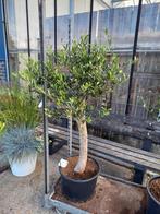 2 stuks olijfboom ca.120cm hoog 69,95 p.st., Ophalen, Zomer, Overige soorten, Halfschaduw
