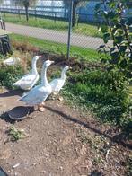 Jonge boerengans 2025, Dieren en Toebehoren, Pluimvee, Geslacht onbekend, Gans of Zwaan