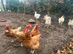 Gratis oude kippen., Dieren en Toebehoren, Pluimvee, Meerdere dieren, Kip