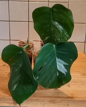 Monstera Variegata Stekken met aktief groeipunt beschikbaar voor biedingen