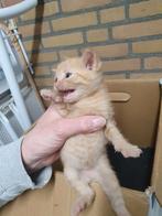 7 lieve  kittens, Kortharig, Geslacht onbekend, 0 tot 2 jaar