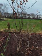 Duostam Eik (Quercus robur), Tuin en Terras, Planten | Bomen, Ophalen, Volle zon, Overige soorten