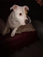 Nieuw baasje gezocht voor lieve Teef, Dieren en Toebehoren, Overige rassen, Teef, Eén hond, 3 tot 5 jaar