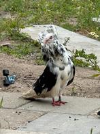 Duiven, Meerdere dieren, Kip