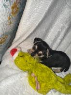 Chihuahua Kruizing peruaanse mini naakthond, Dieren en Toebehoren, Honden | Chihuahua's en Gezelschapshonden, Rabiës (hondsdolheid)