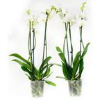 Phalaenopsis Wit, Huis en Inrichting, Kamerplanten, Minder dan 100 cm, Halfschaduw, Verzenden