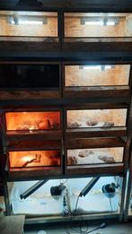 4 x osb terrarium, Dieren en Toebehoren, Reptielen en Amfibieën | Toebehoren, Ophalen, Gebruikt, Terrarium of Paludarium