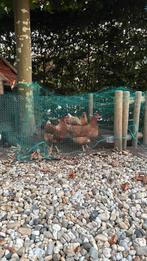 Legkippen, Dieren en Toebehoren, Pluimvee, Vrouwelijk, Kip