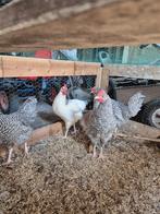 Diverse hanen  te koop / slacht, Dieren en Toebehoren, Pluimvee, Mannelijk, Kip