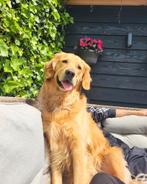 Golden retriever pup gezocht!, Dieren en Toebehoren, Golden retriever, 8 tot 15 weken, Teef, Eén hond