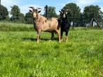 Mooie black an tan bok tekoop, Dieren en Toebehoren, Schapen, Geiten en Varkens, Mannelijk, Geit, 0 tot 2 jaar
