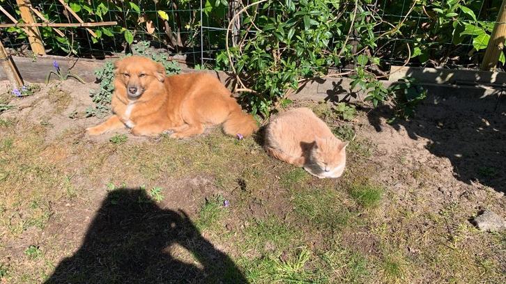 Bailey en Yuna zoeken lieve oppas, Diensten en Vakmensen, Dieren | Overige | Verzorging, Oppas en Les, Oppas