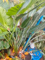 Strelitzia reginae, Huis en Inrichting, Kamerplanten, Ophalen of Verzenden, Volle zon, 200 cm of meer