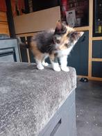 Nog 2 lieve kittens (poes/vrouwtjes), Dieren en Toebehoren, Katten en Kittens | Raskatten | Langhaar, Poes, Ontwormd