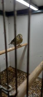 Mooi koppel baardsijsen 2023, Meerdere dieren, Geringd