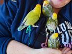 Agapornis vrouwtje, Dieren en Toebehoren, Meerdere dieren, Dwergpapegaai of Agapornis