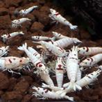 Crystal Red garnalen – SSS Grade, Kreeft, Krab of Garnaal