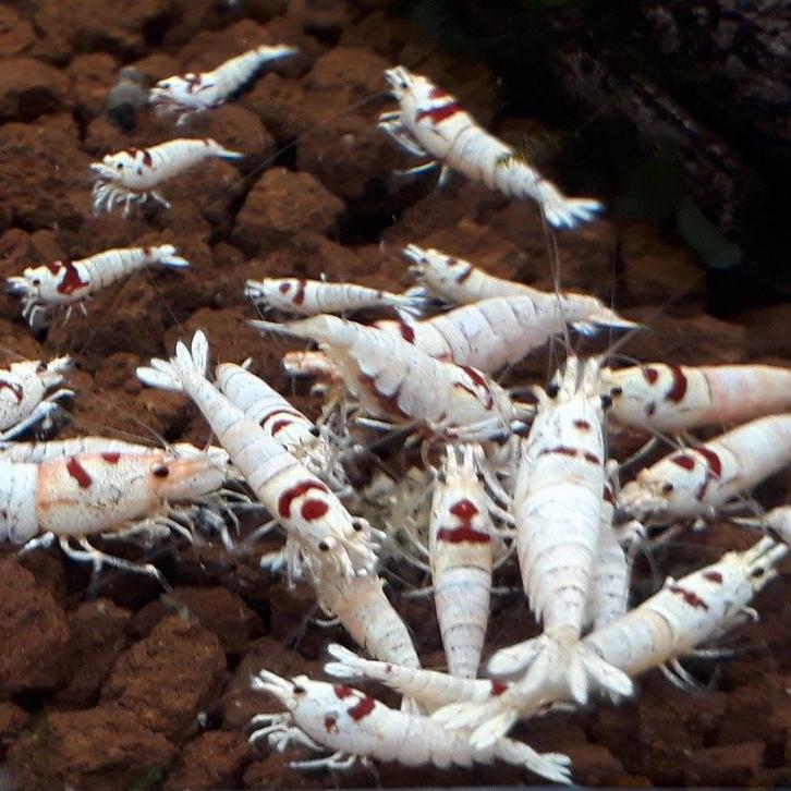 Crystal Red garnalen – SSS Grade, Dieren en Toebehoren, Vissen | Aquariumvissen, Kreeft, Krab of Garnaal
