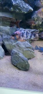 Ob multicolor man nog jong, Vis