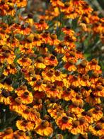 Zaden Helenium Sahin's early flowerer, Verzenden, Volle zon