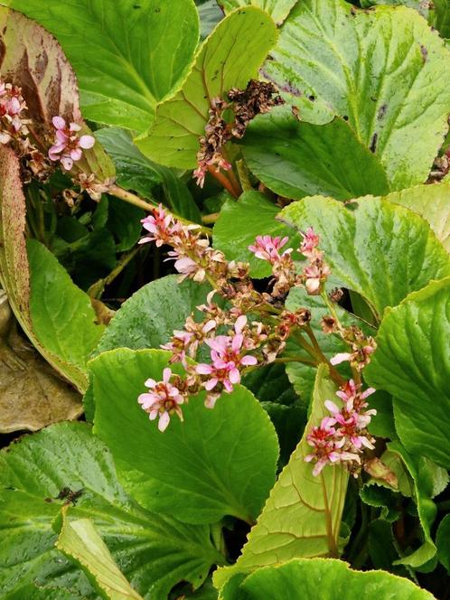 Heel veel vaste tuinplanten, Tuin en Terras, Planten | Tuinplanten, Overige soorten, Halfschaduw, Lente, Ophalen