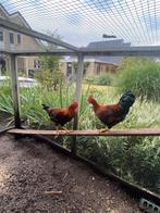 Twee Welsumer Hanen (gratis), Dieren en Toebehoren, Pluimvee, Mannelijk, Kip