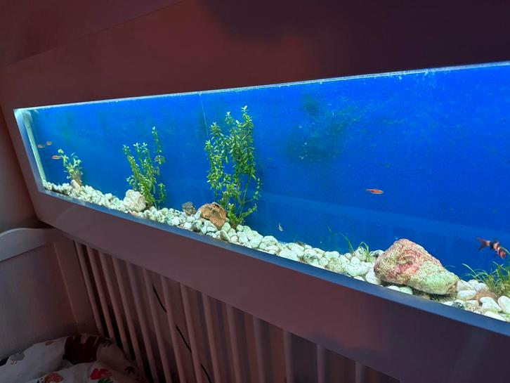 Aquarium, Dieren en Toebehoren, Vissen | Aquaria en Toebehoren, Gevuld zoetwateraquarium, Ophalen of Verzenden