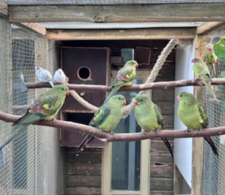 Bergparkieten, Dieren en Toebehoren, Vogels | Parkieten en Papegaaien, Papegaai, Meerdere dieren